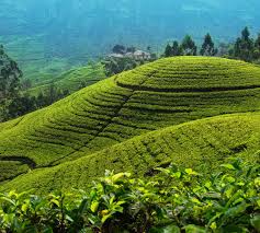 Tea Plantations Walk